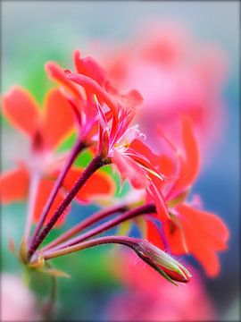 Red Geranium by Rob Boon