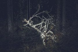 Abstract - tree stump by Vos Photography