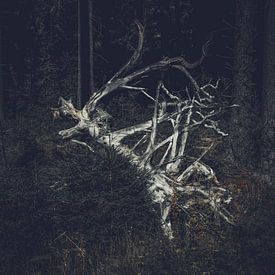 Abstract - tree stump by Vos Photography