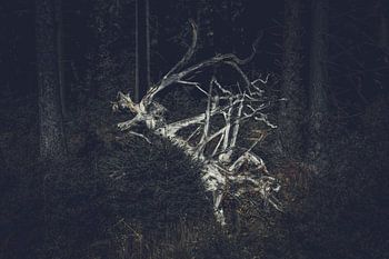 Abstract - tree stump