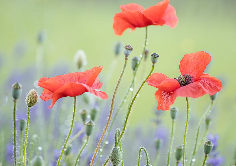 poppy field by natascha verbij