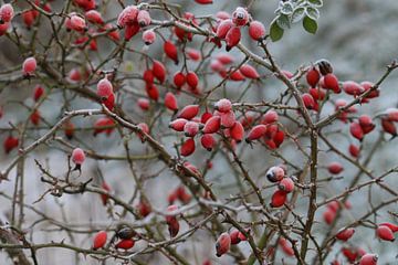 Rose hip in winter