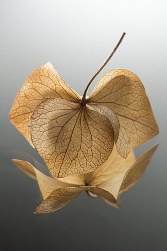 Dancing hydrangea leaves for a grey gradient