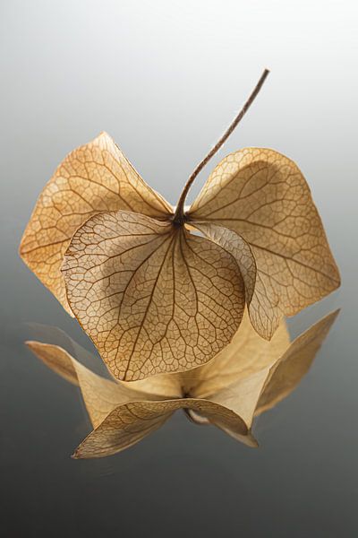Dancing hydrangea leaves for a grey gradient by Marjolijn van den Berg