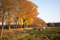Bomenrij in Brabant van Kees van Dun thumbnail