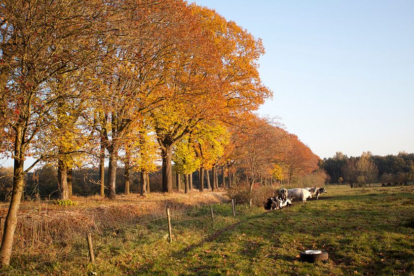 Bomenrij in Brabant van Kees van Dun