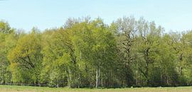 La lumière du soleil brille à la lisière de la forêt. sur Wim vd Neut