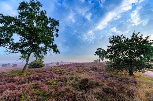 Bloeiende heideplanten in heidelandschap tijdens zonsopgang
