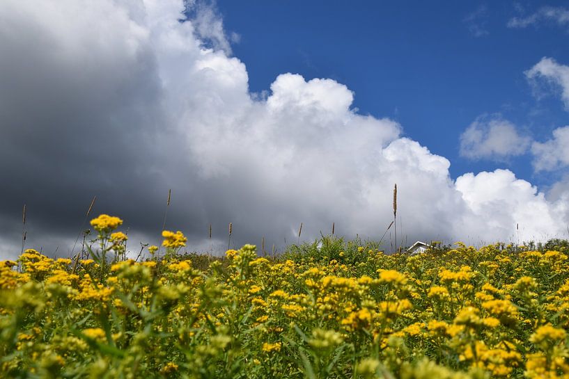 A field of wildflowers by Claude Laprise