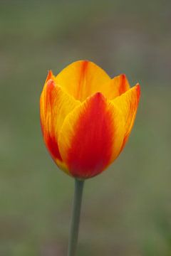 Tulip 1) van Norbert Sülzner