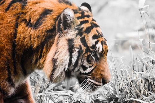 Tijger zwart-wit-oranje