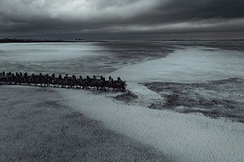 Rijsdam in het Winterse Wad