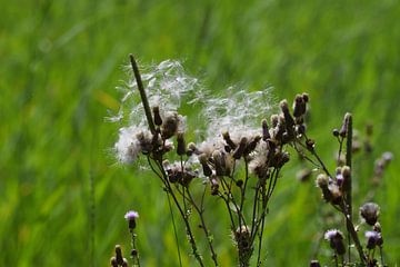 "flauschige Szene" von Pascal Engelbarts