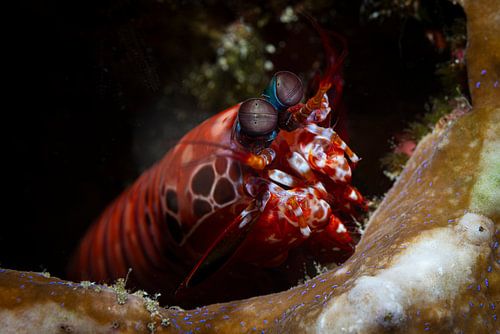 peacock mantis shrimp @ Komodo, Indonesia