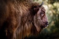 wisent portrait by Daniela Beyer thumbnail