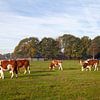 Koeien in een Hollands landschap sur Nel Diepstraten