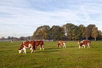 Cows in a Dutch landscape