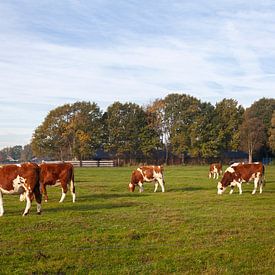 Koeien in een Hollands landschap sur Nel Diepstraten