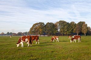Koeien in een Hollands landschap