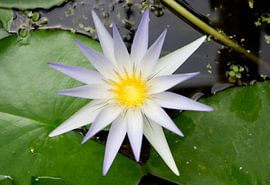 Floral photography - A star is born... by Bert v.d. Kraats Fotografie