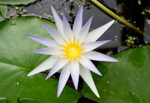 Floral photography - A star is born...