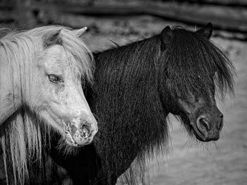 Schwarzes und weißes Pony