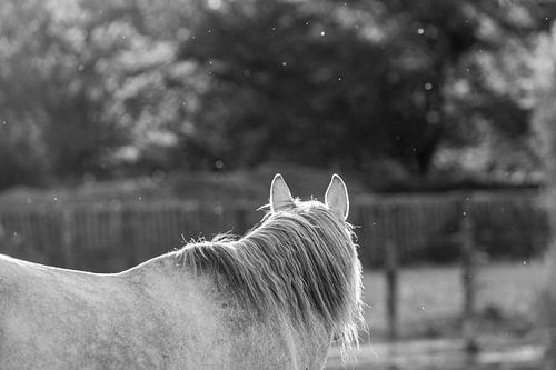 Paard Luisteren met de oren
