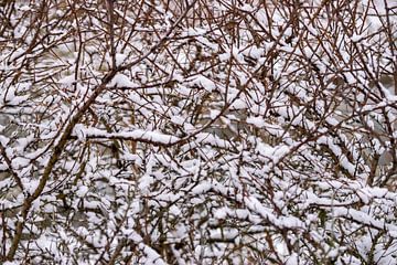 snowy Branches by Merijn Loch