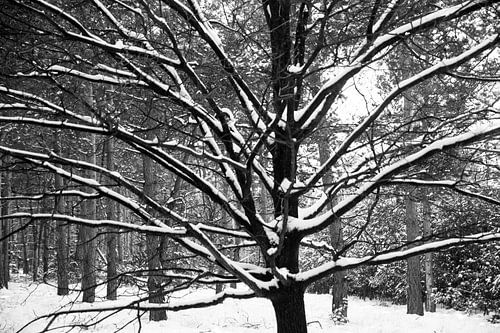 La neige aux Pays-Bas