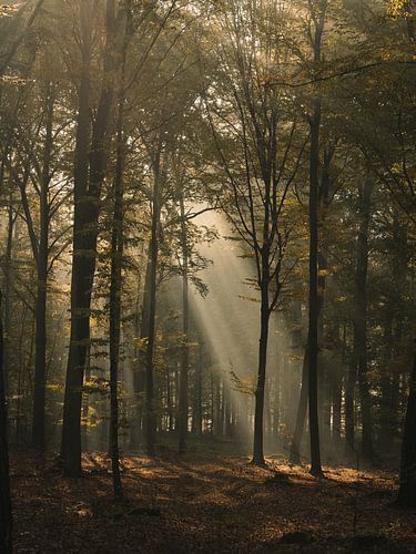 In de stralen van de zon op de bosweg