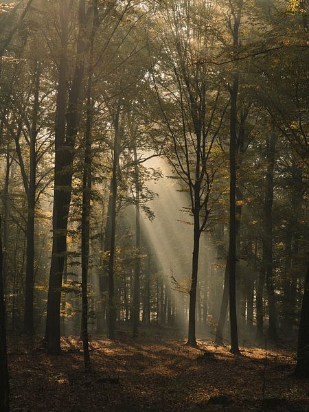 Dans les rayons du soleil sur la route de la forêt par Jakub Wencek