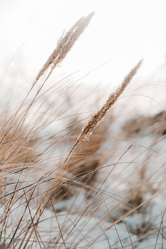 Winter in Nederland; helmgras in de sneeuw