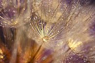 drops on dandelion... by Els Fonteine thumbnail