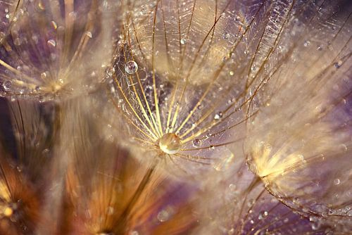 drops on dandelion... by Els Fonteine