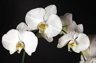 orchideeën von Falko Follert Miniaturansicht