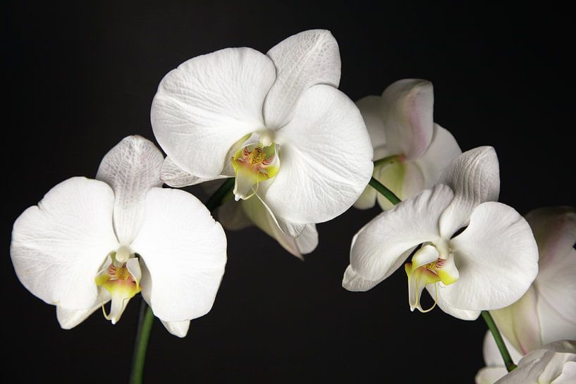orchideeën von Falko Follert