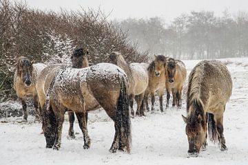 Konik paarden in de sneeuw