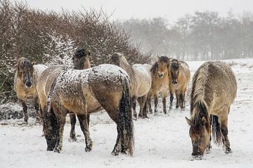 Les chevaux de Konik dans la neige sur Dirk van Egmond