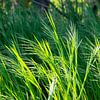Grashalme im Wind von RK