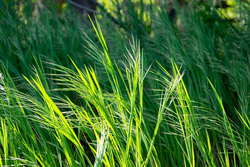 blades of grass in the wind by RK
