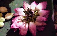 Lotusbloemen van Affect Fotografie thumbnail