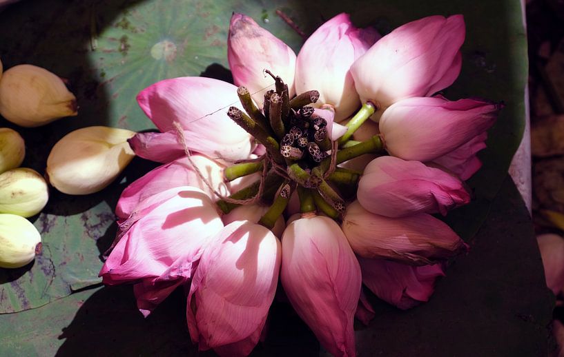 Lotusbloemen van Affect Fotografie