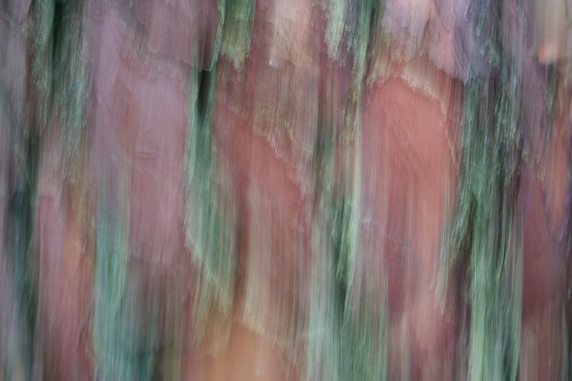 Abrégé d'écorce de sapin de Douglas par Cor de Hamer