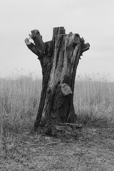 Willow In The Wind von Thomas Duiker