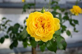 yellow high trunk roses at the Circus in Putbus on the island of Rügen by GH Foto & Artdesign