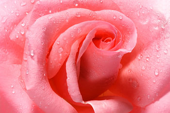Wunderschöne rosa Rose