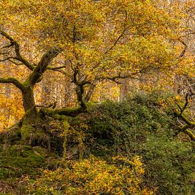 Sprookjesbos in uitbundige herfstkleuren van Jan van der Vlies