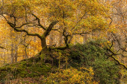 Sprookjesbos in uitbundige herfstkleuren