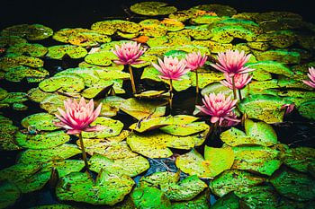 Blühende Reflexionen