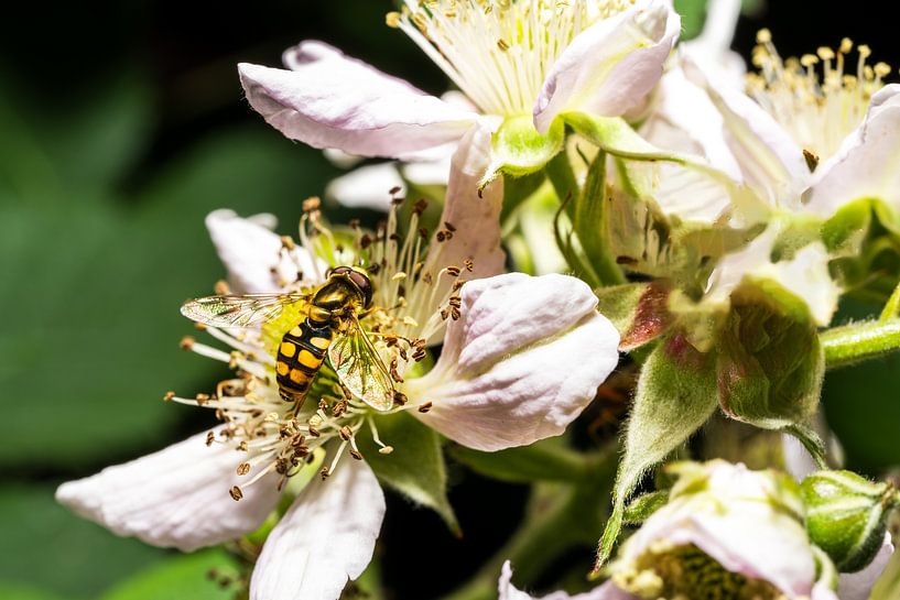 A glimpse of a busy bee by Andreas Völkel